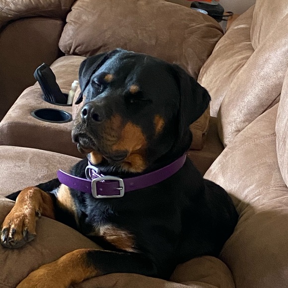 Meet your Posher, Sadee - Picture 1 of 1